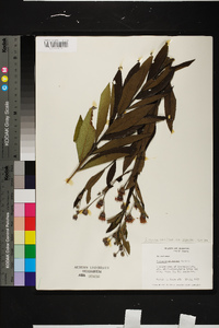 Vernonia gigantea subsp. gigantea image