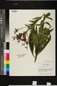 Vernonia gigantea subsp. gigantea image