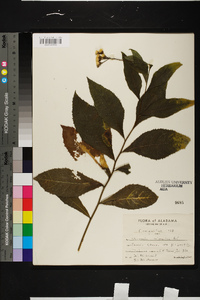 Vernonia flaccidifolia image