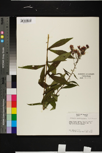 Vernonia noveboracensis image