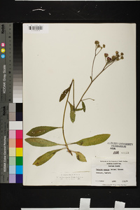 Vernonia acaulis image