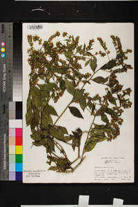 Vernonia acuminata image