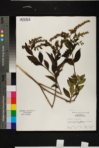 Vernonia acuminata image