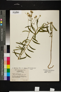 Vernonia angustifolia subsp. scaberrima image