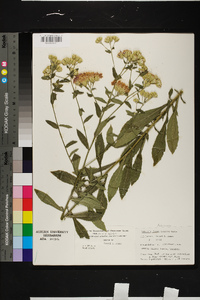 Linzia glabra image