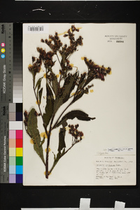 Vernonia gigantea subsp. gigantea image