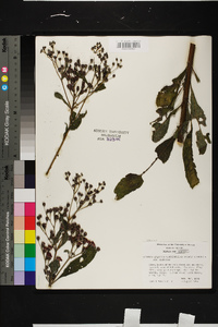 Vernonia gigantea subsp. gigantea image