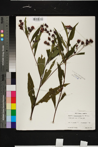 Vernonia noveboracensis image