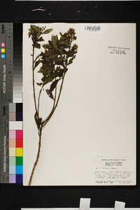 Vernonia pluvialis image