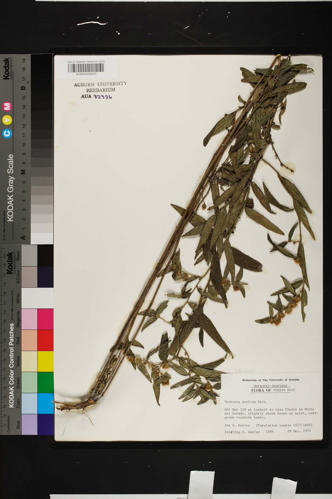Lepidaploa sericea image
