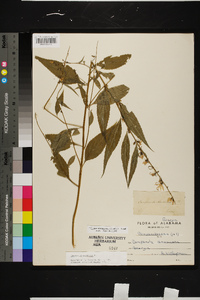 Campanulastrum americanum image