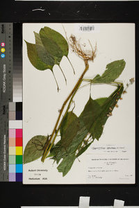 Campanulastrum americanum image