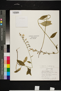 Lobelia georgiana image