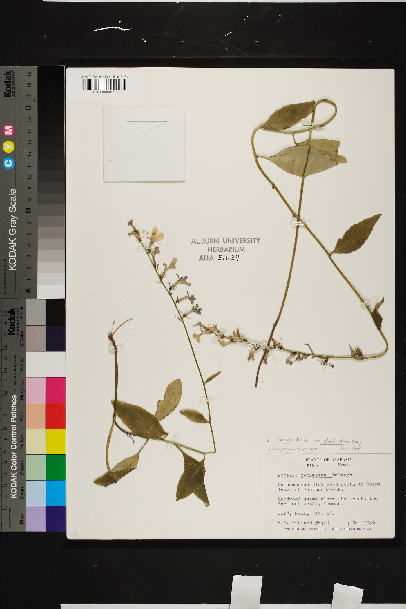 Lobelia georgiana image