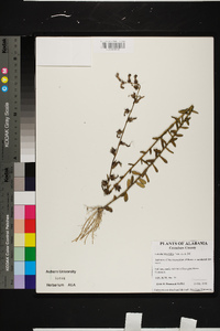 Lobelia brevifolia image