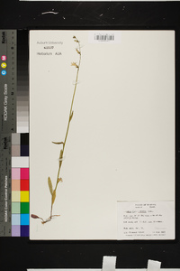 Lobelia flaccidifolia image