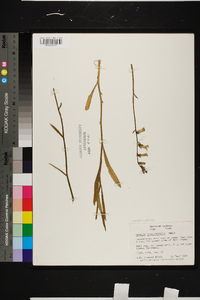 Lobelia glandulosa image