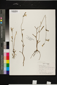 Lobelia glandulosa image