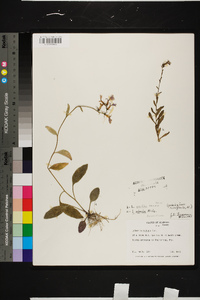 Lobelia georgiana image