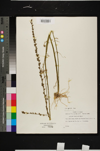 Lobelia spicata var. leptostachys image