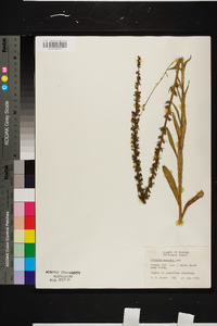 Lobelia spicata var. leptostachys image