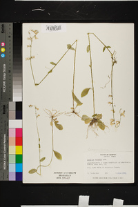 Lobelia appendiculata image