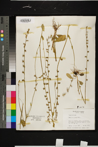 Lobelia appendiculata image