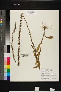 Lobelia spicata var. leptostachys image