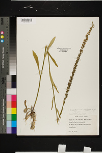 Lobelia spicata var. leptostachys image