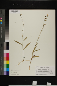 Lobelia flaccidifolia image