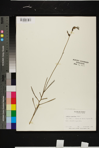 Lobelia glandulosa image