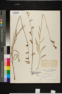 Lobelia glandulosa image