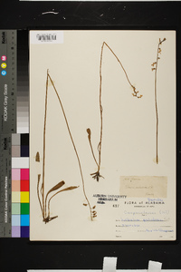 Lobelia paludosa image