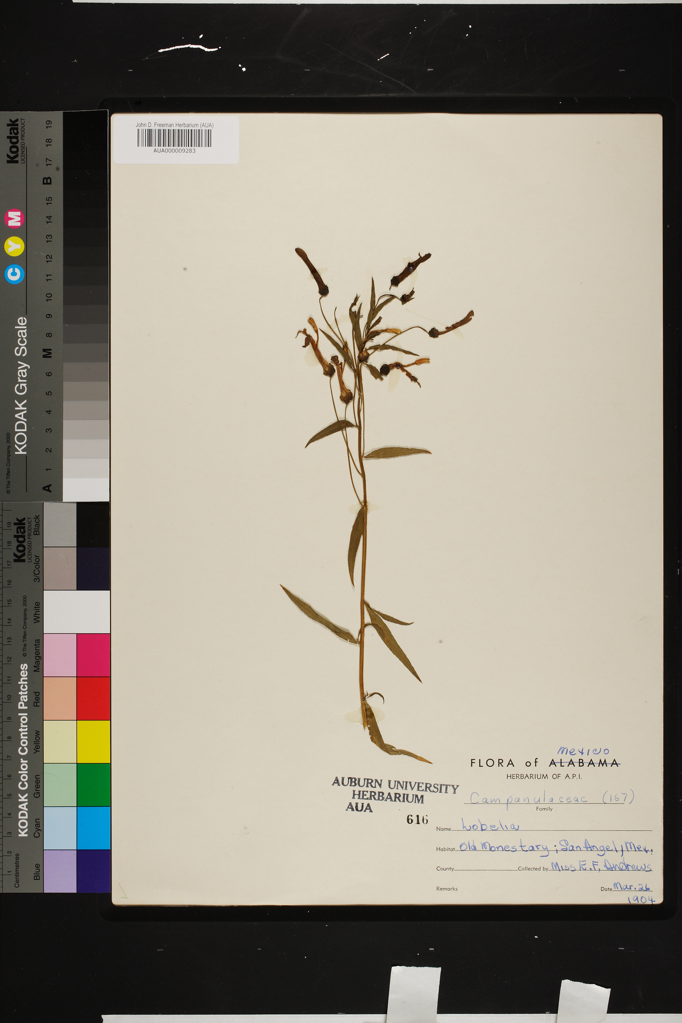 Lobelia laxiflora subsp. angustifolia image