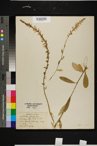 Lobelia spicata var. hirtella image