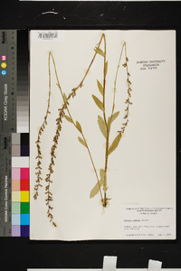 Lobelia spicata var. spicata image