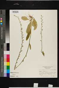 Lobelia spicata var. scaposa image