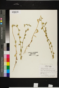 Triodanis perfoliata var. biflora image