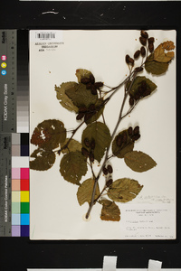 Alnus viridis subsp. crispa image