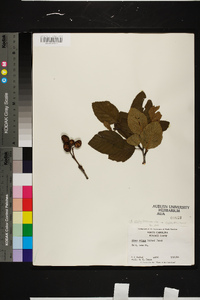 Alnus viridis image