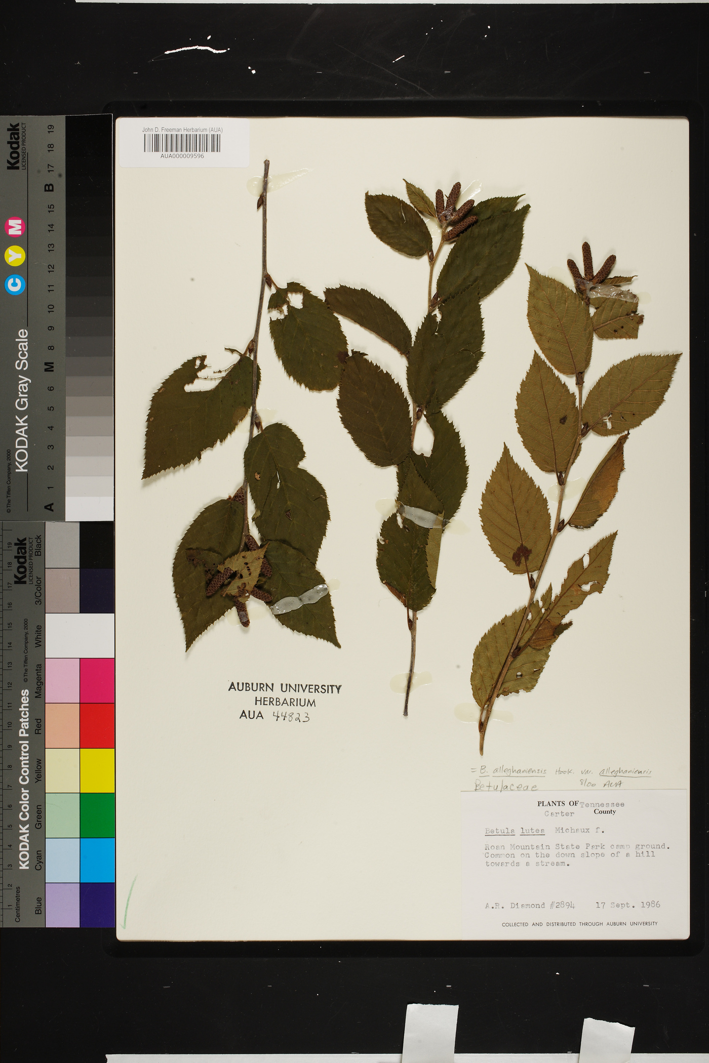 Betula alleghaniensis var. alleghaniensis image