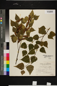 Betula populifolia image