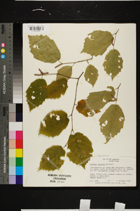 Corylus cornuta image