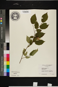 Corylus cornuta image