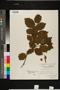 Corylus cornuta image