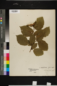 Corylus cornuta image