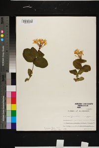 Lonicera flava image