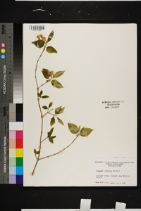 Lonicera canadensis image