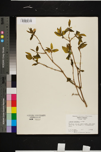 Lonicera canadensis image