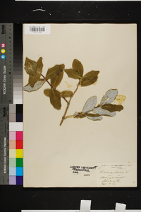 Lonicera dioica image